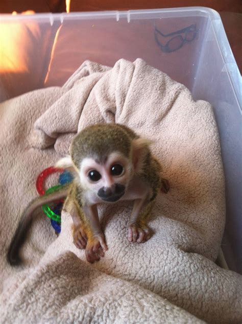 But the nature of my job does not permit <b>me</b> to keep this precious baby girl. . Finger monkey for adoption near me